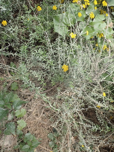 Image of Fume Everlasting (Helichrysum cymosum) by (c) Nicola van Berkel, some rights reserved (CC BY-SA)