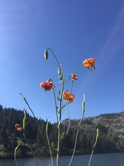 Lilium pardalinum shastense