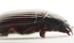 Ulomoides dermestoides