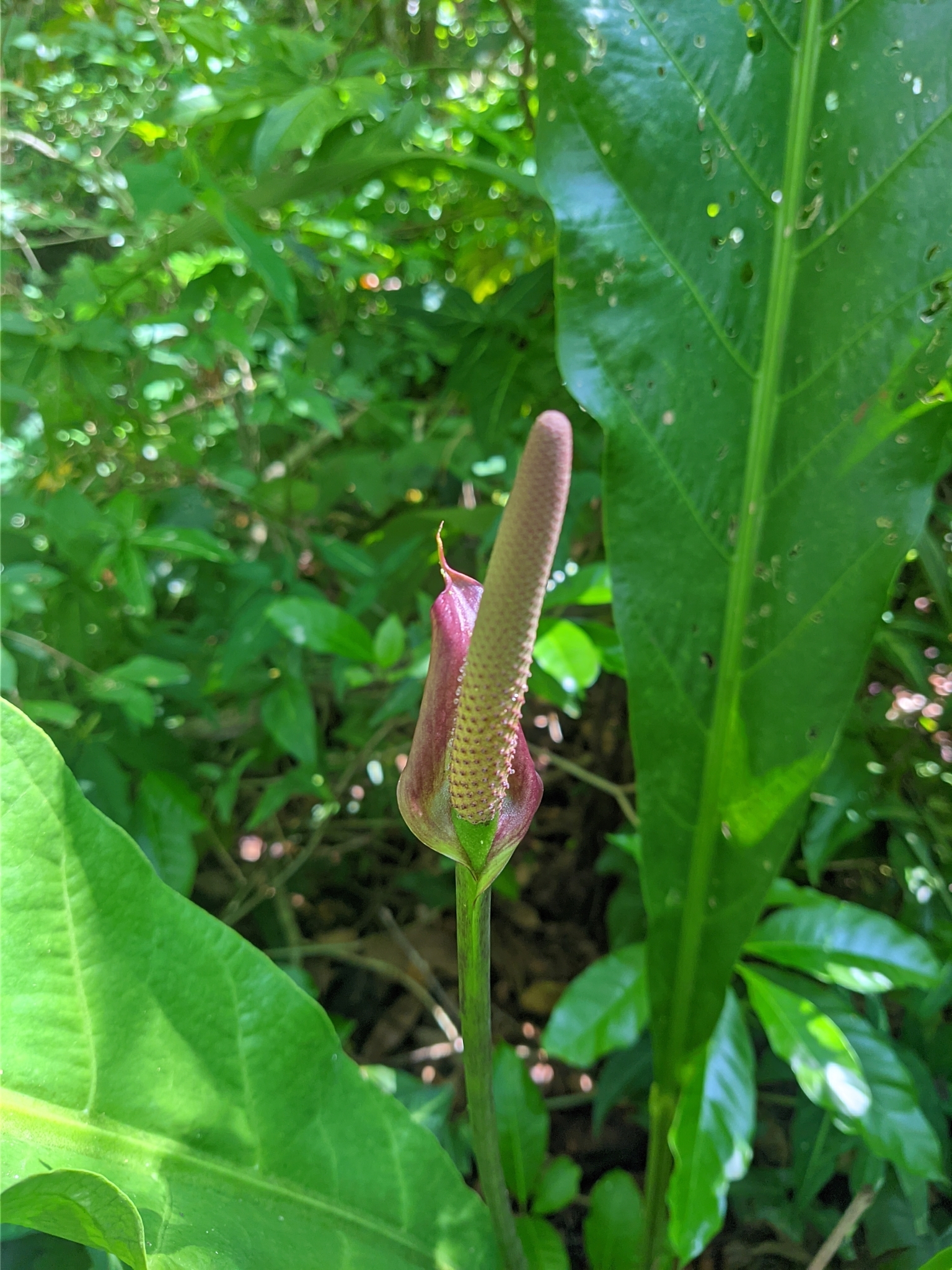 Anthurium affine