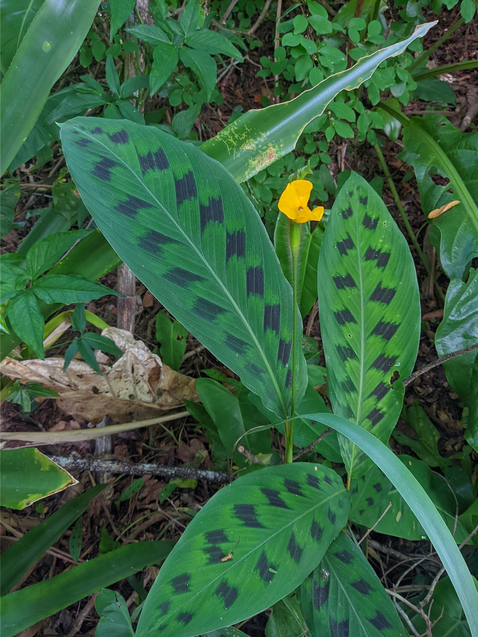 Goeppertia villosa