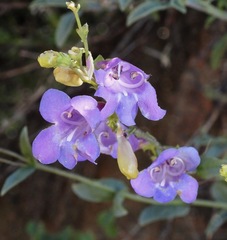 Saccanthera