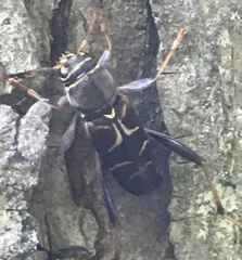 Neoclytus mucronatus