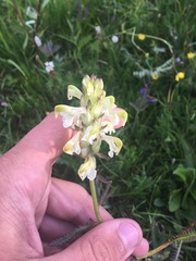 Pedicularis compacta