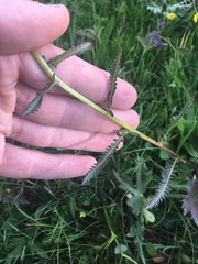 Pedicularis compacta