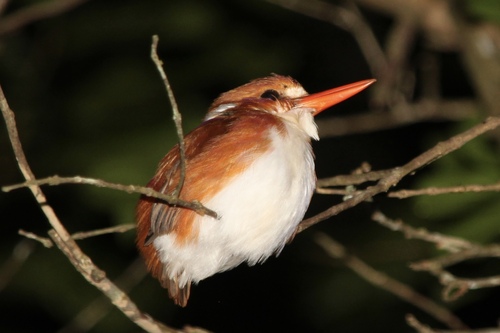Madagascar Pygmy Kingfisher (Corythornis madagascariensis)