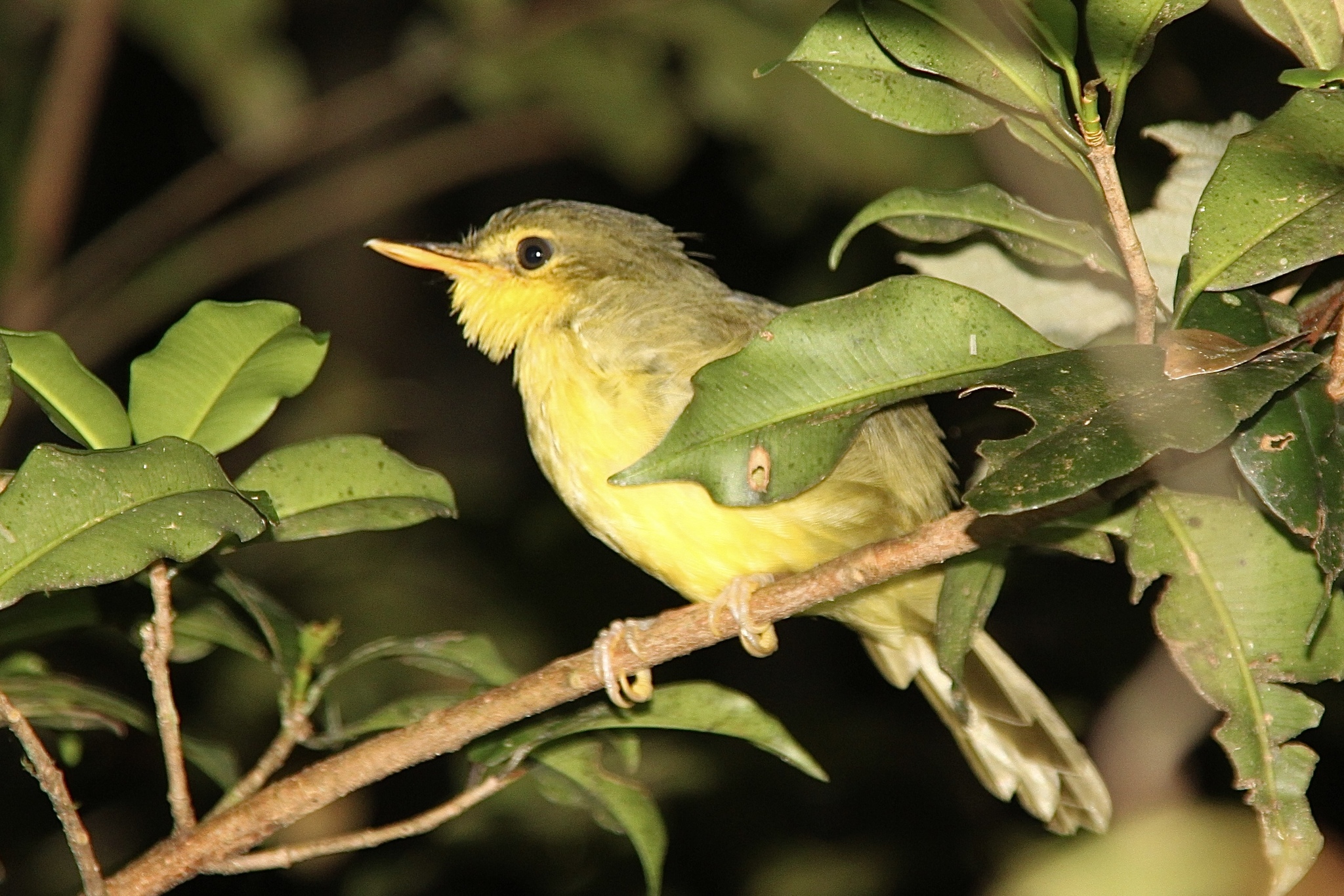 Spectacled Tetraka (Xanthomixis zosterops), photo 2