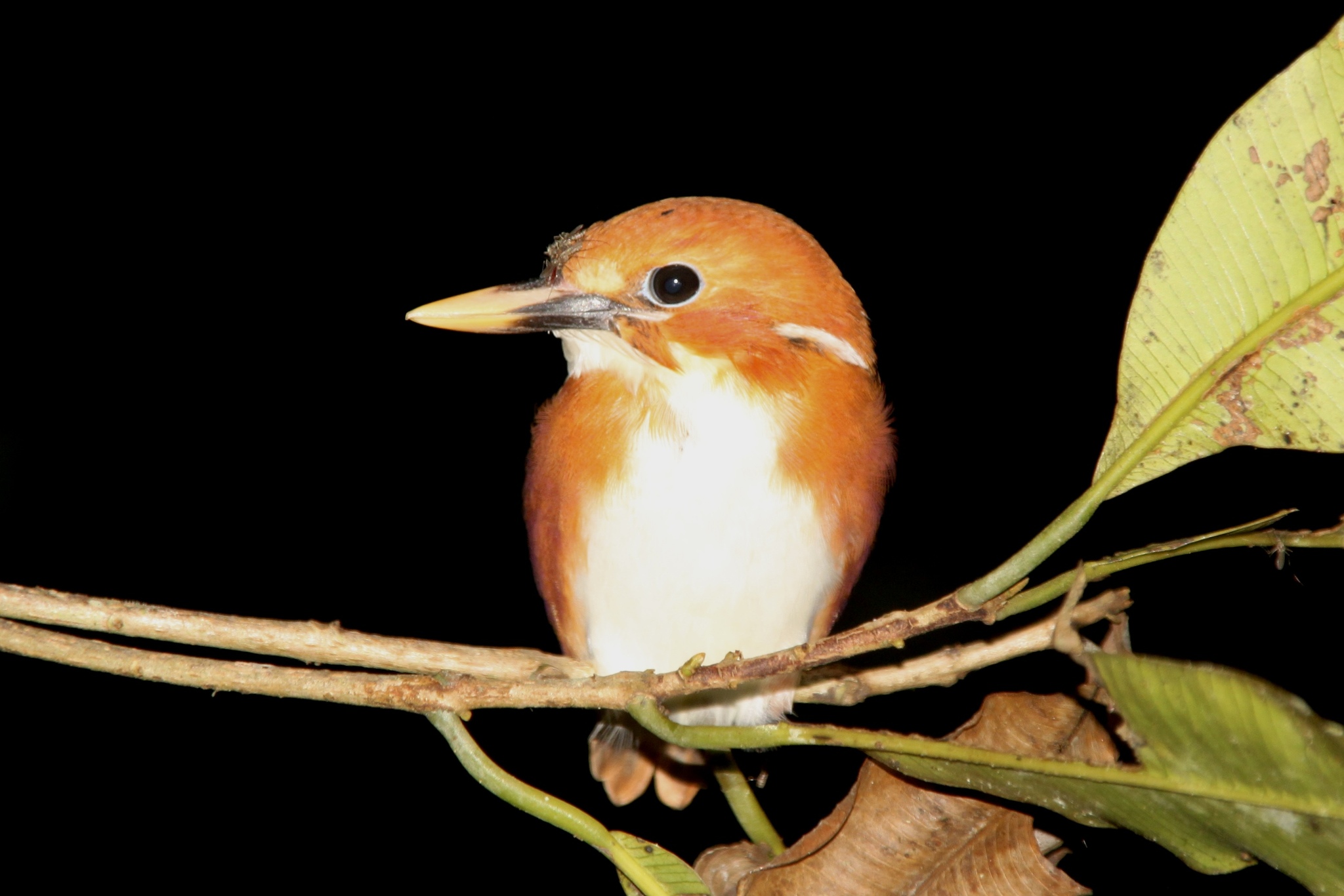 Madagascar Pygmy Kingfisher (Corythornis madagascariensis), photo 2