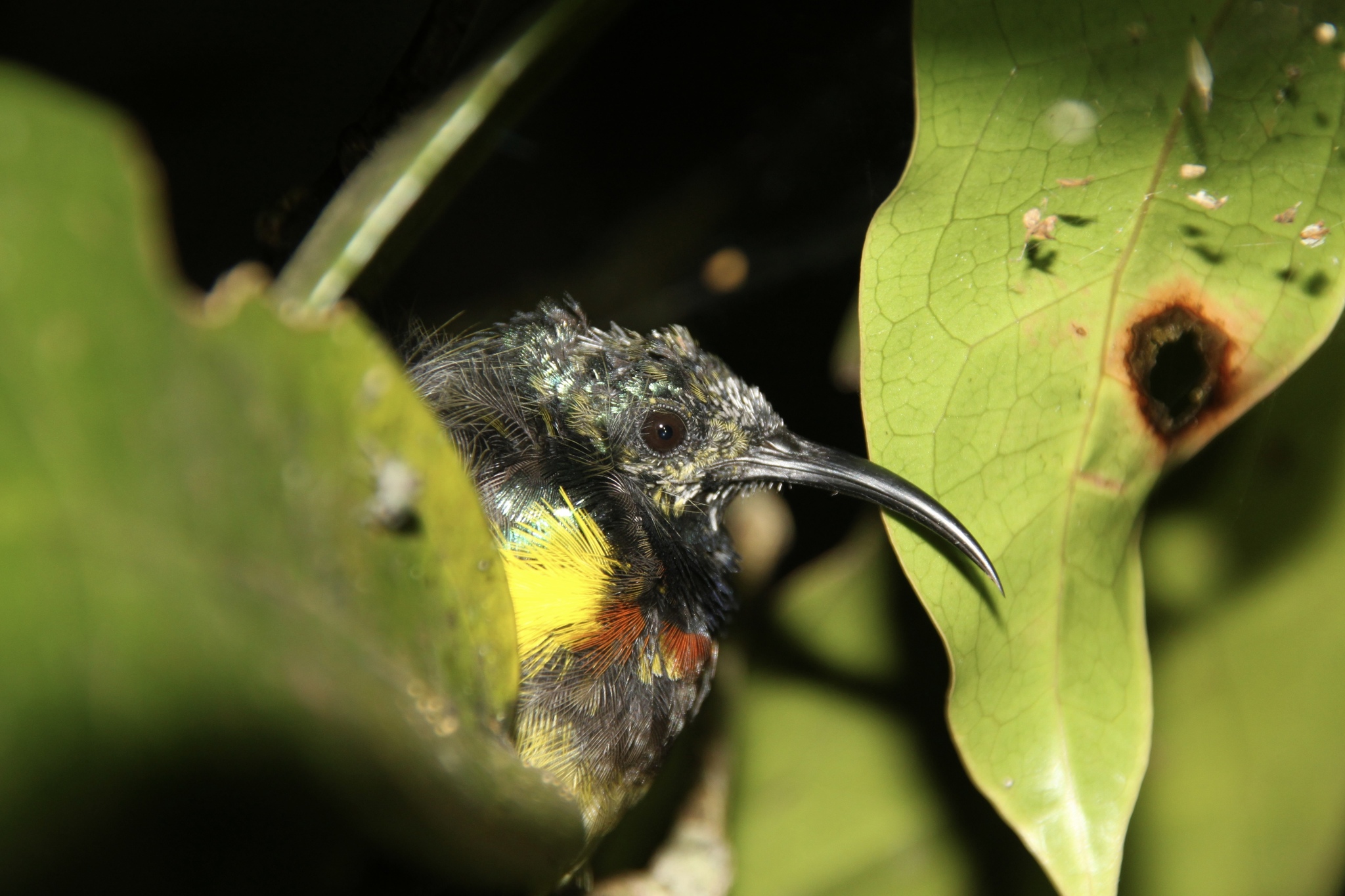 Souimanga Sunbird (Cinnyris sovimanga), photo 3