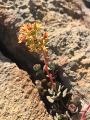 Sedum kiersteadiae