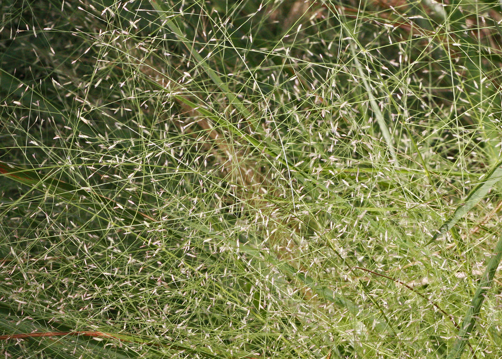 Elliott's lovegrass