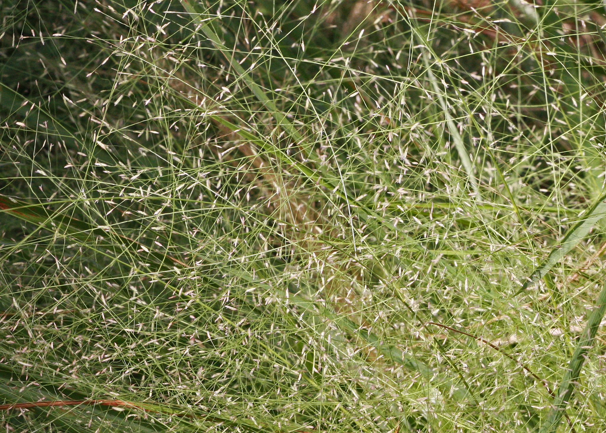 Eragrostis elliottii