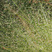Eragrostis elliottii - Photo (c) Mary Keim,  זכויות יוצרים חלקיות (CC BY-NC-SA)