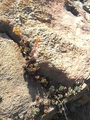 Sedum kiersteadiae