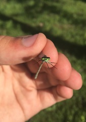 Coenagrion lunulatum