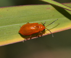 Aulacophora relicta
