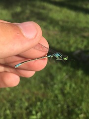 Coenagrion lunulatum