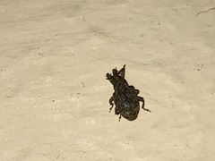 Conotrachelus seniculus