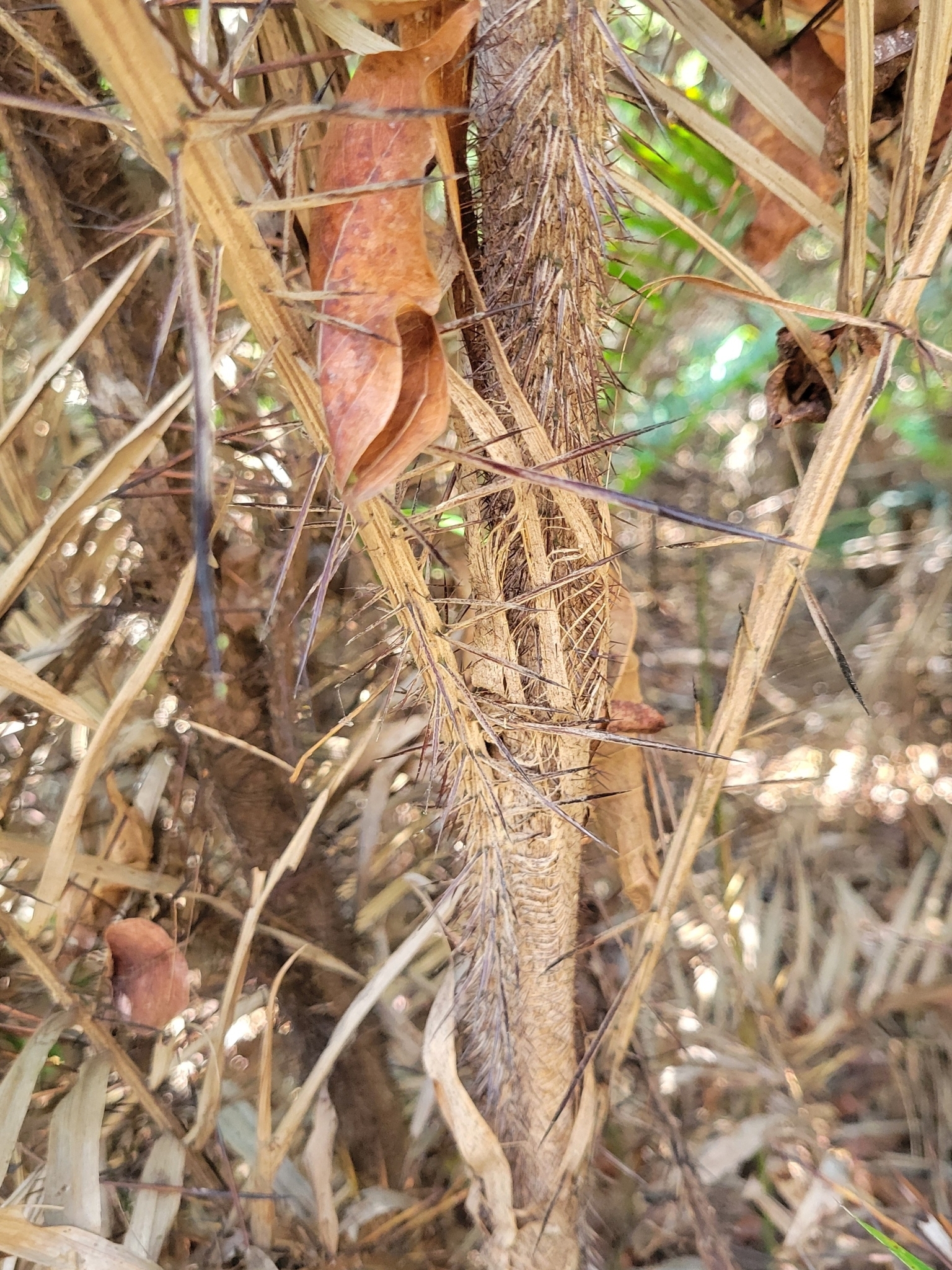 Imagem de Pupunha-brava