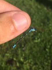 Coenagrion lunulatum