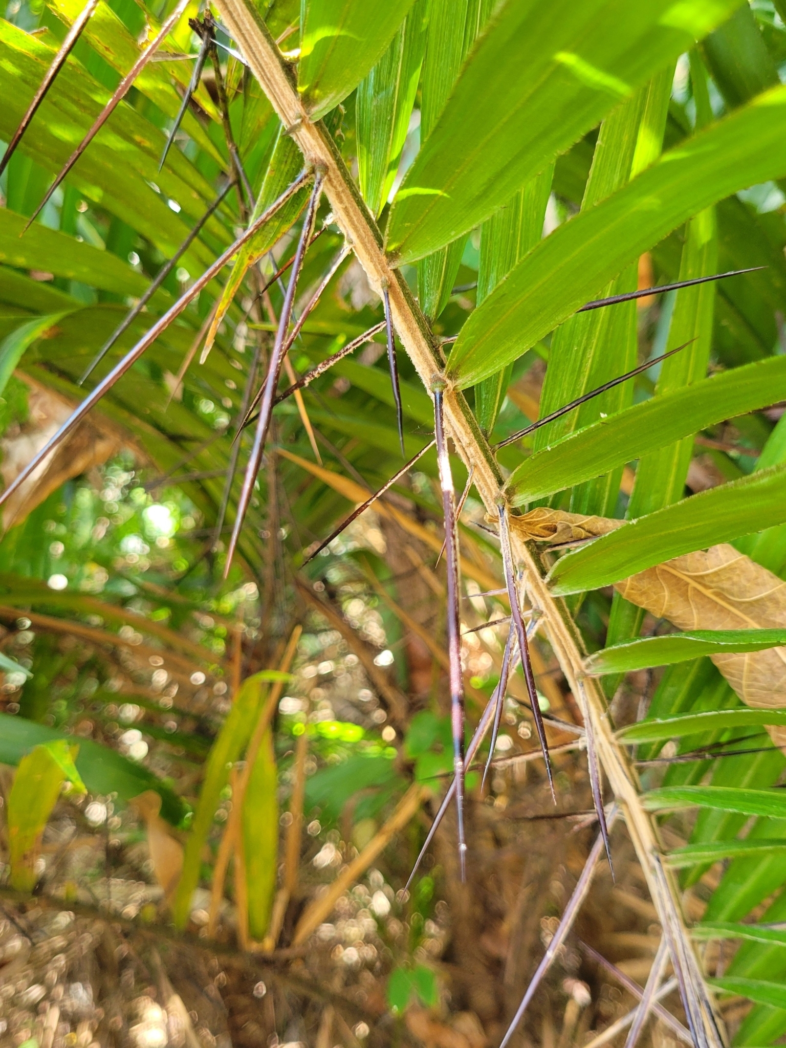 Imagem de Pupunha-brava