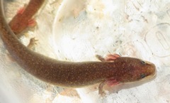 Necturus punctatus