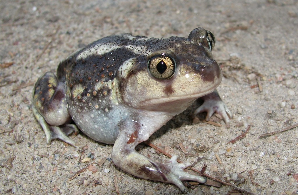 Southern Spadefoots
