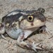 Southern Spadefoot Toads - Photo (c) Robert Meehan, some rights reserved (CC BY-NC), uploaded by Robert Meehan