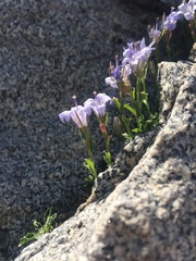 Campanula shetleri