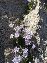 Campanula shetleri