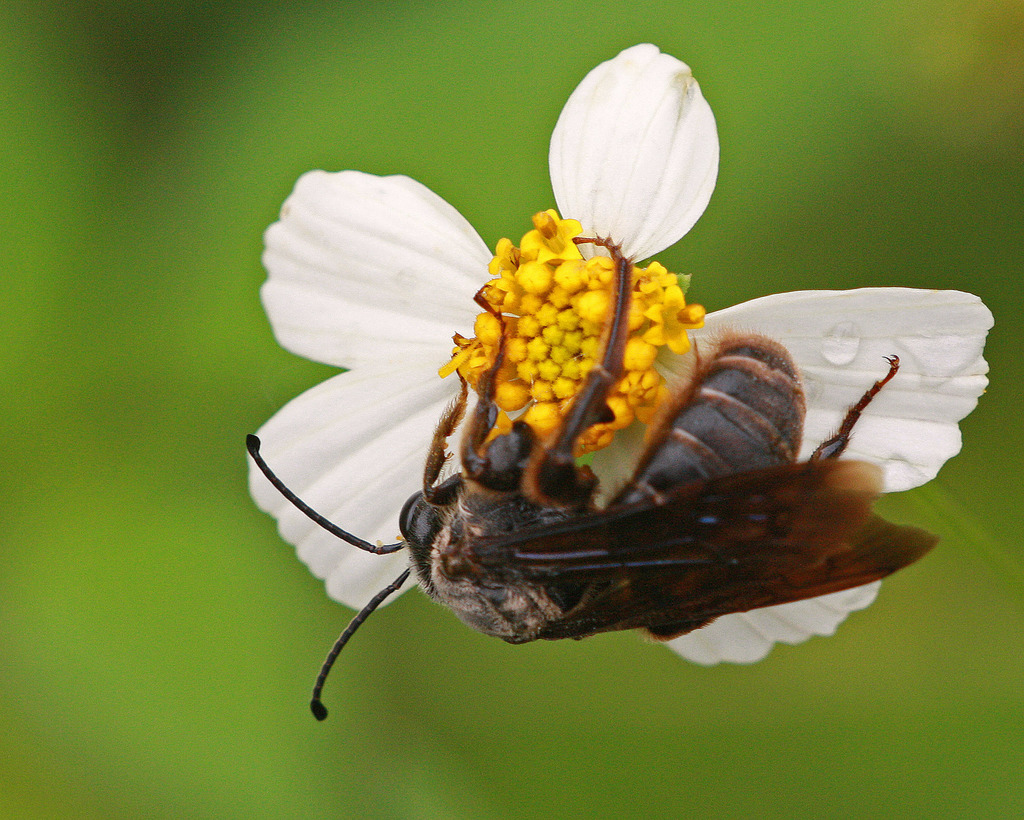 Dieunomia