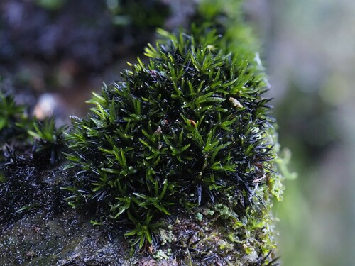 Copper Grimmia (Grimmia atrata)