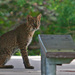 Florida Bobcat - Photo (c) Mary Keim, some rights reserved (CC BY-NC-SA)