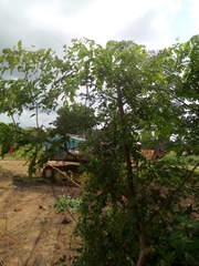 Terminalia leiocarpa