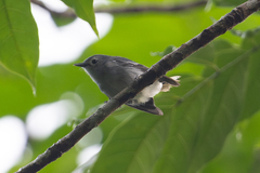 Slaty Monarch