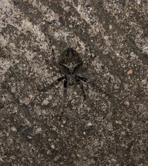 Araneus ventricosus