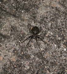 Araneus ventricosus