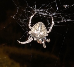 Araneus ventricosus