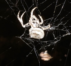 Araneus ventricosus