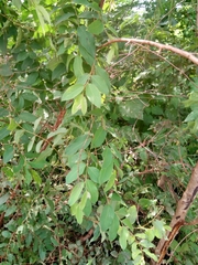Terminalia leiocarpa