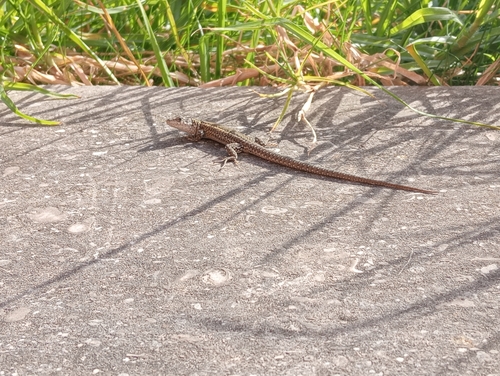 Carbonell’S Wall Lizard