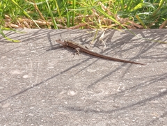 Carbonell’S Wall Lizard