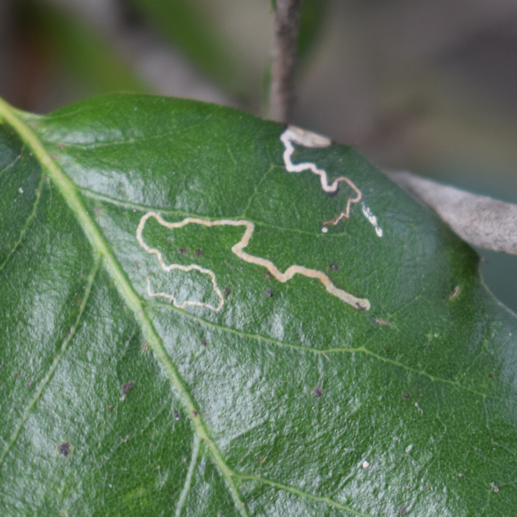 Stigmella variella