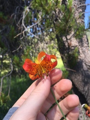 Lilium pardalinum shastense
