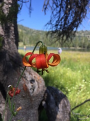 Lilium pardalinum shastense