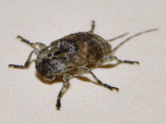 Eleothinus abstrusus