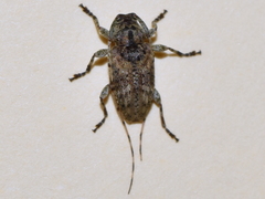 Eleothinus abstrusus