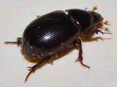 Hybosorus illigeri