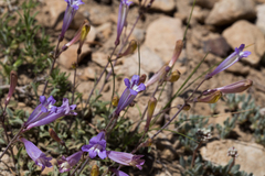 Penstemon scapoides