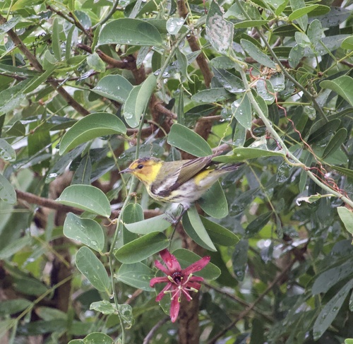 Cape May Warbler